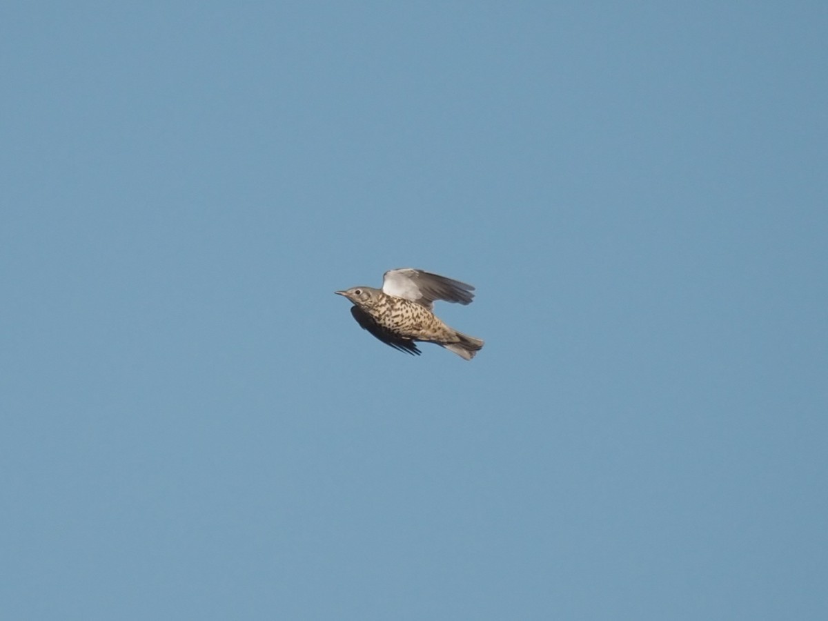 Mistle Thrush - ML526652781