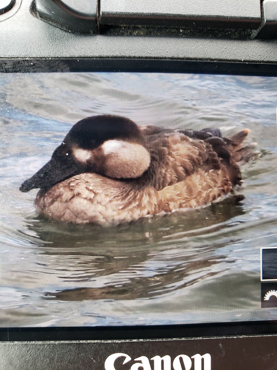 Surf Scoter - ML526652961