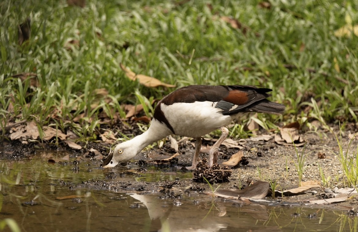 Radjah Shelduck - ML526653681