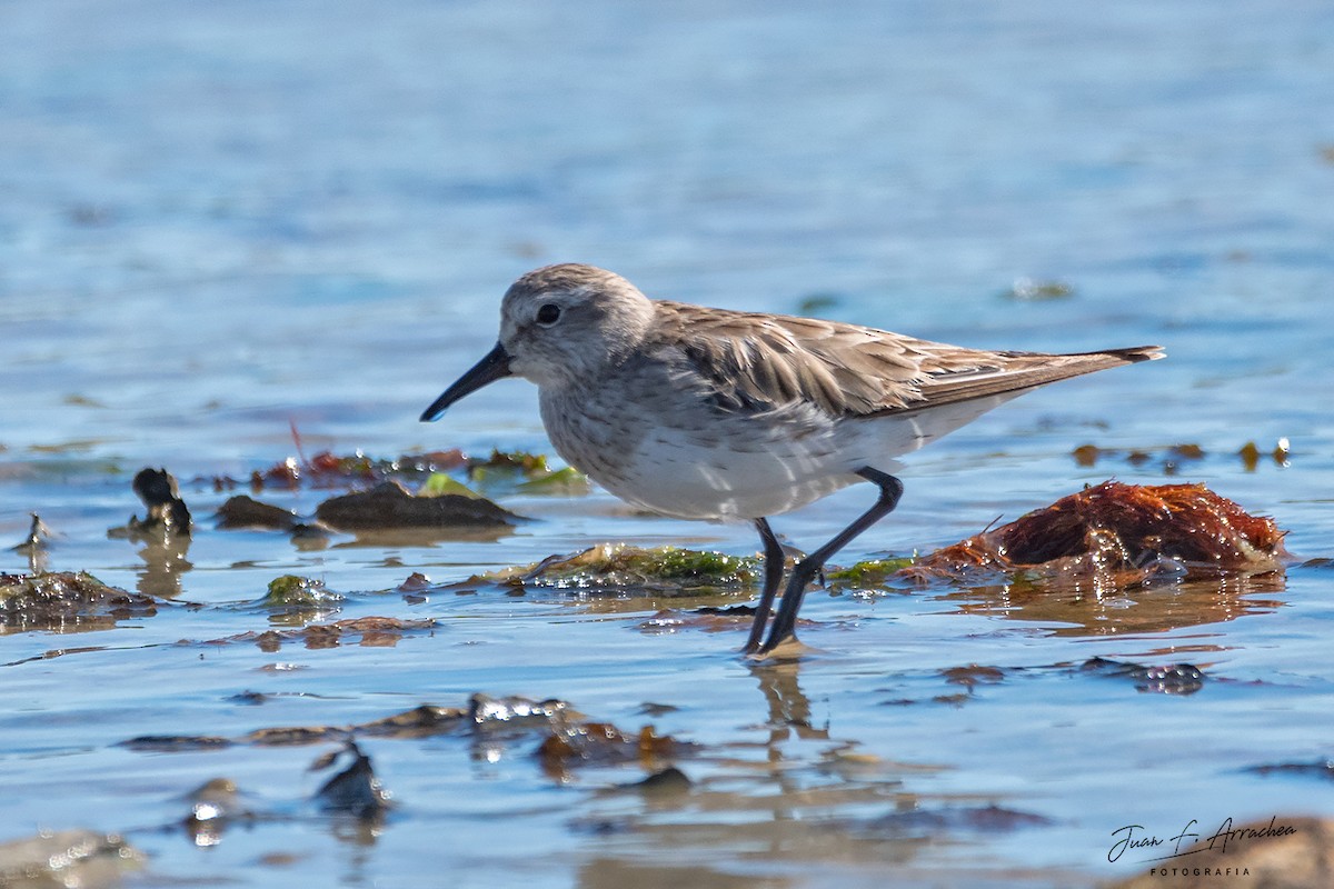 White-rumped Sandpiper - Juan Francisco Arrachea