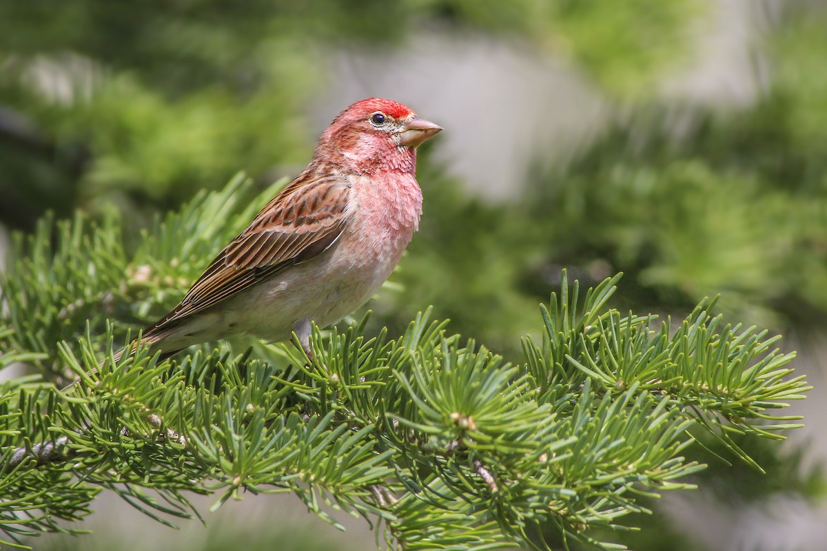 Cassin's Finch - ML52665631
