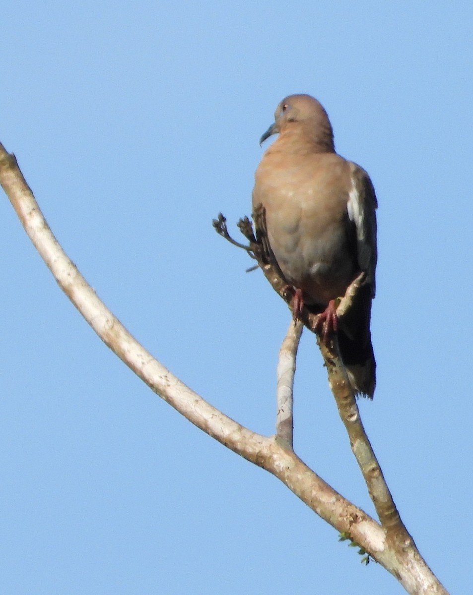 White-winged Dove - ML526656591