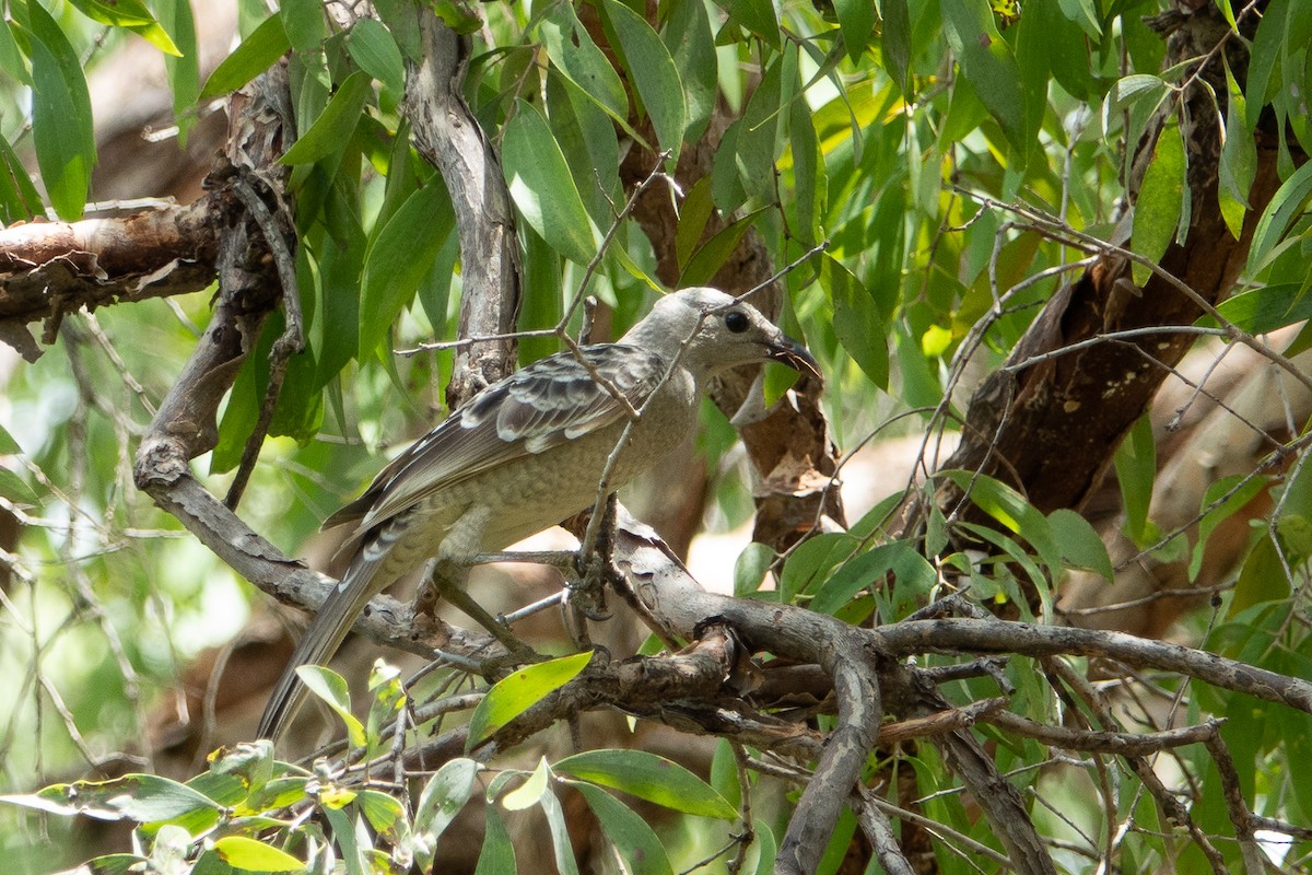 Great Bowerbird - ML526658511