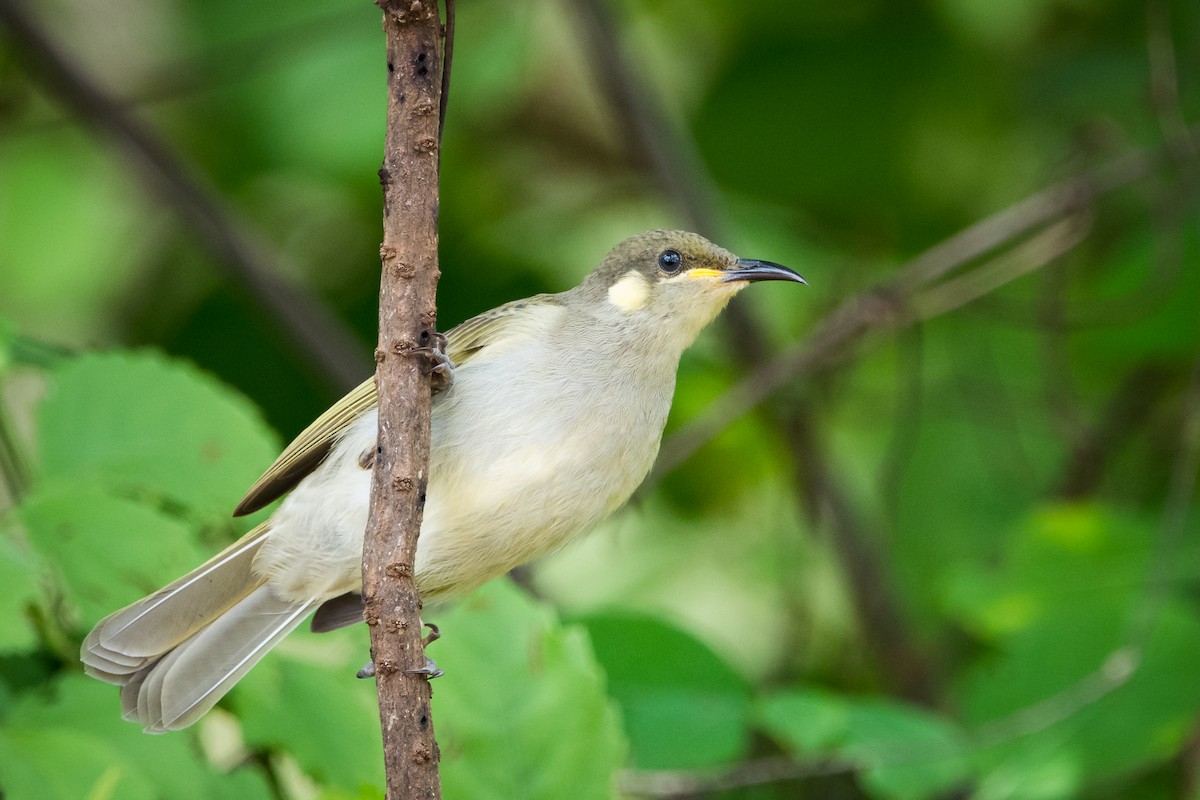 Graceful Honeyeater - Jan Lile