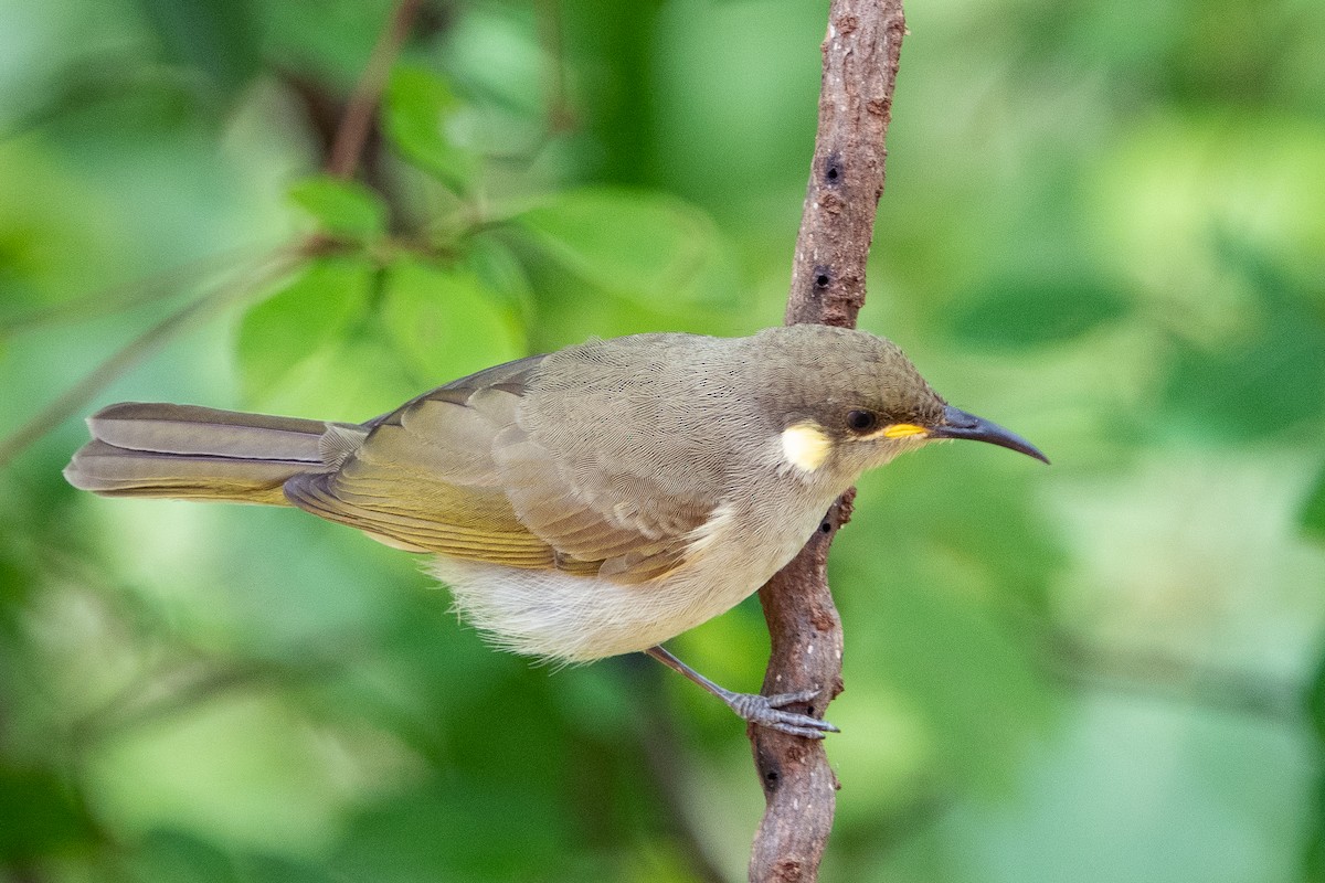 Graceful Honeyeater - ML526658871