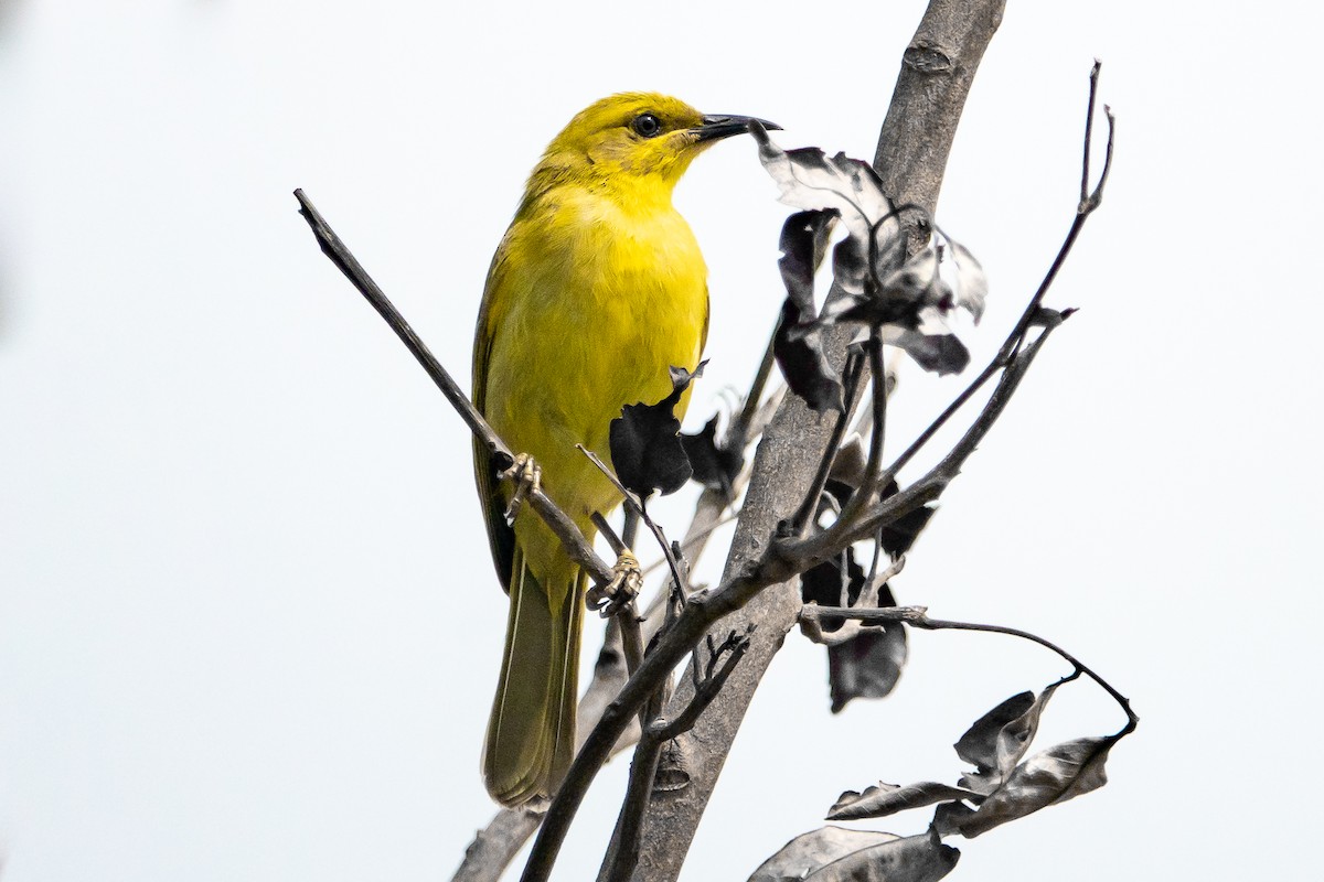 Yellow Honeyeater - Jan Lile