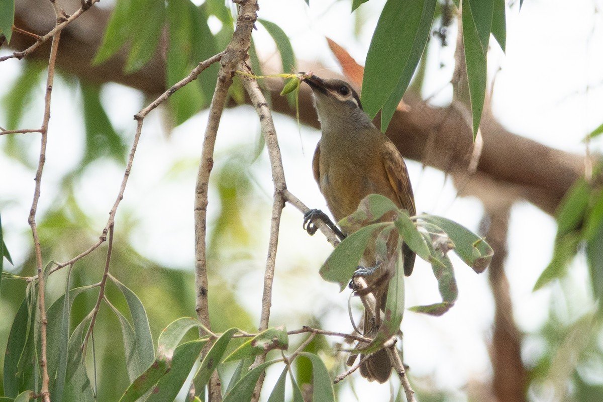 Tawny-breasted Honeyeater - ML526659311