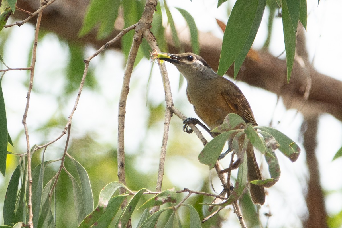 Tawny-breasted Honeyeater - ML526659321