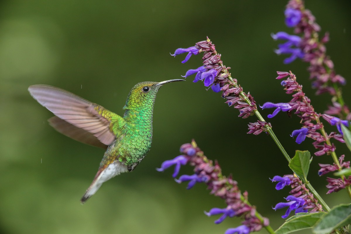 Coppery-headed Emerald - ML526660821