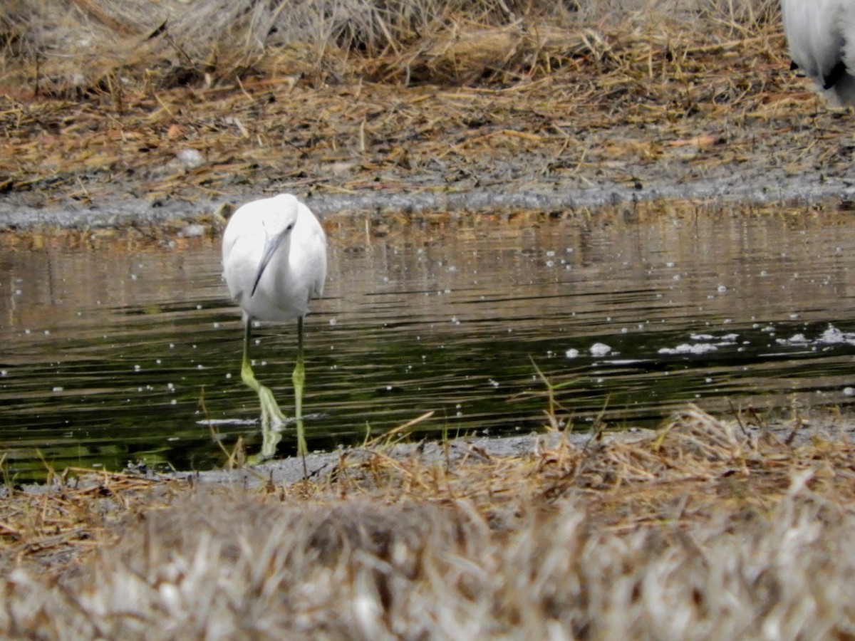 Little Blue Heron - ML526661521