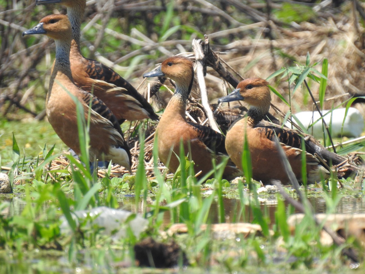 Fulvous Whistling-Duck - ML526661801