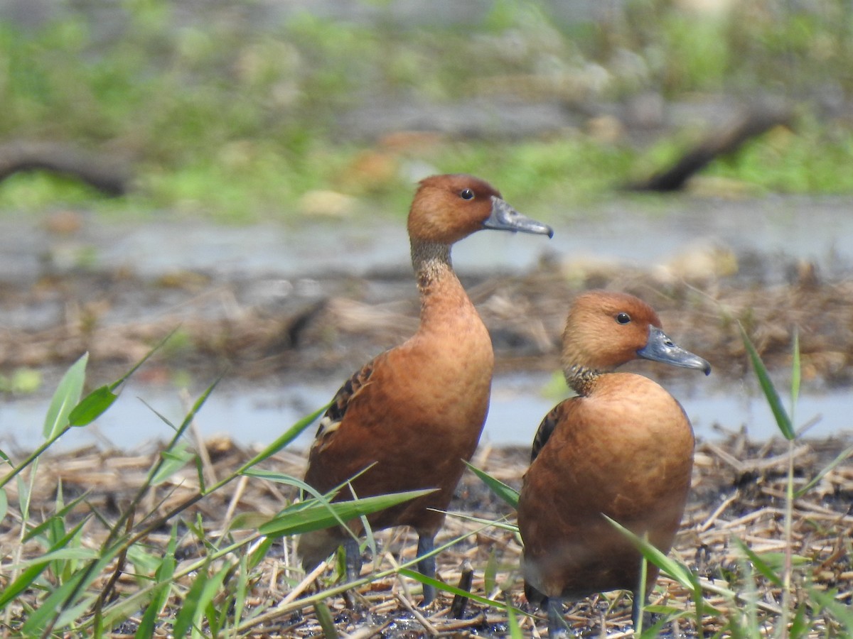 Dendrocygne fauve - ML526661881