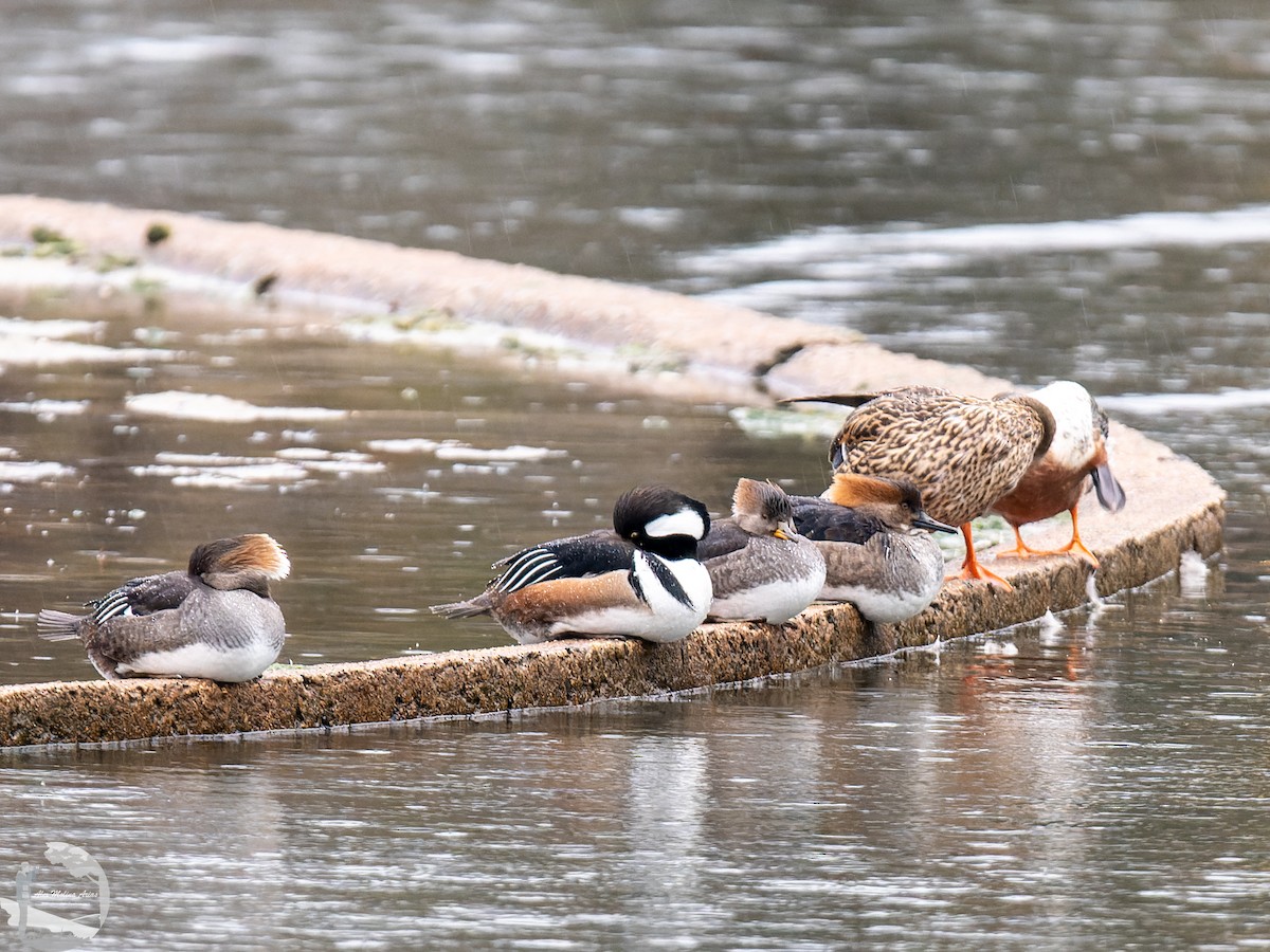 Hooded Merganser - ML526663141