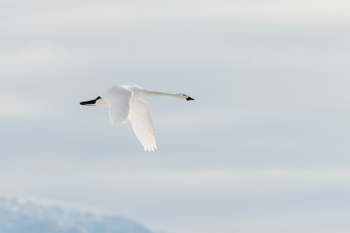 Tundra Swan - ML526663311