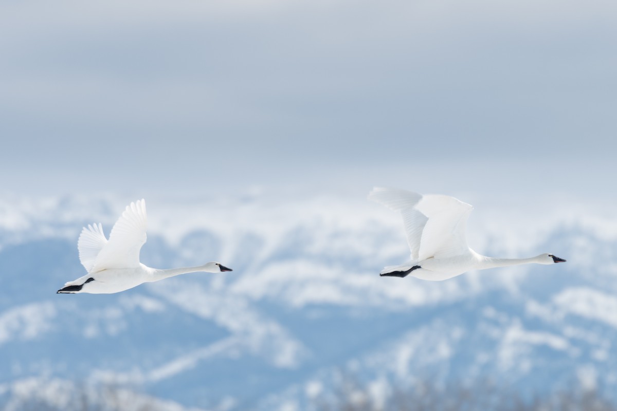 Tundra Swan - ML526663321