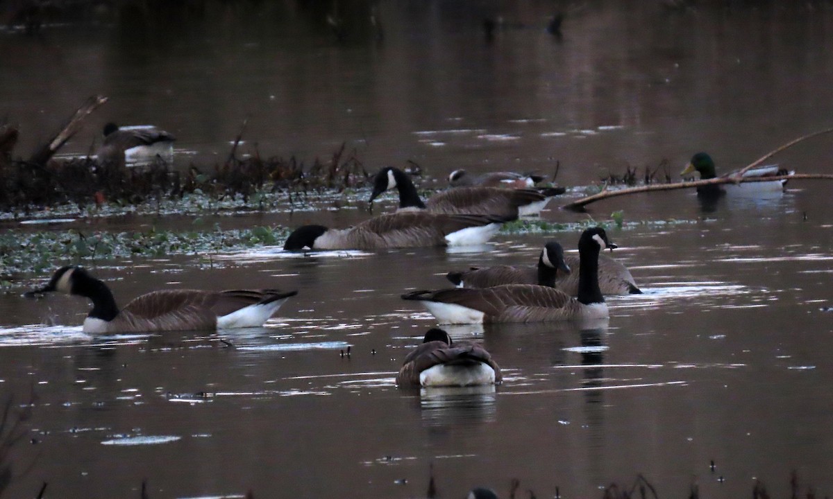 Canada Goose - Karen Hogan