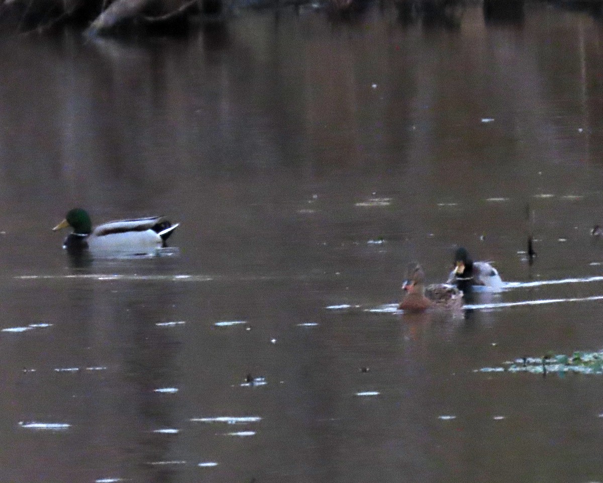 Canard colvert - ML526664921