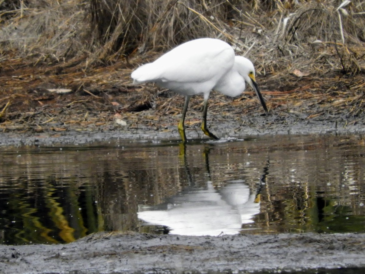 Snowy Egret - ML526665201