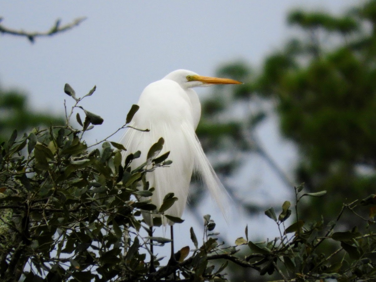 Great Egret - ML526665241