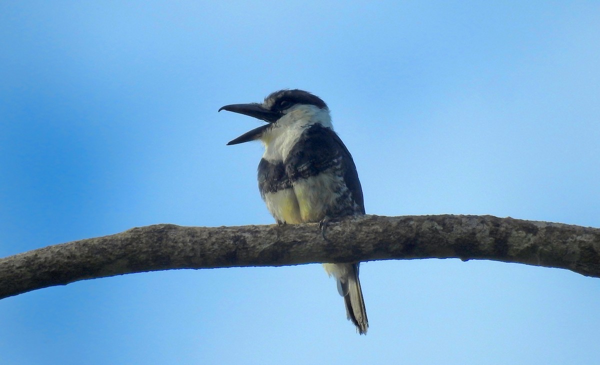 Buff-bellied Puffbird - ML526665461