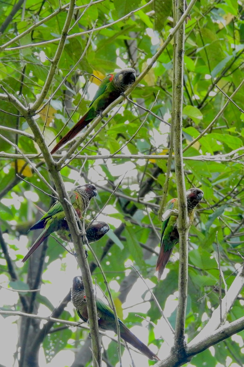 Maroon-faced Parakeet - ML526665721