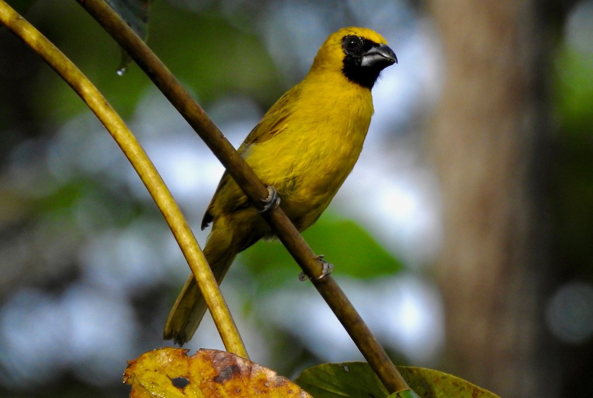 Yellow-green Grosbeak - ML526665951