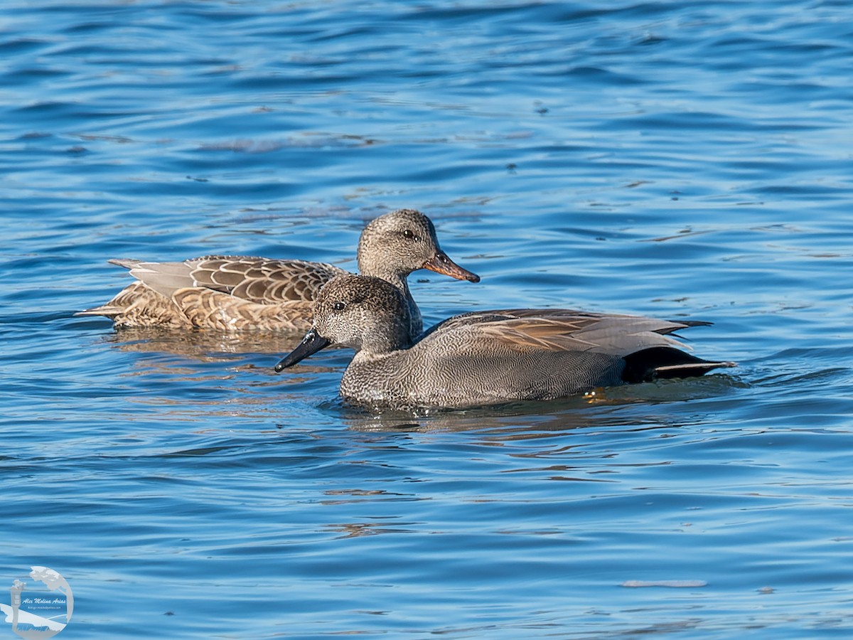 Gadwall - ML526666761