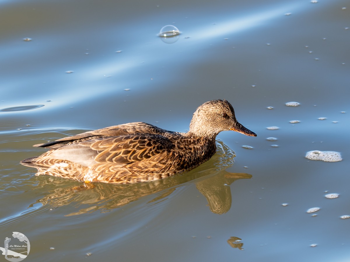 Canard chipeau - ML526666771