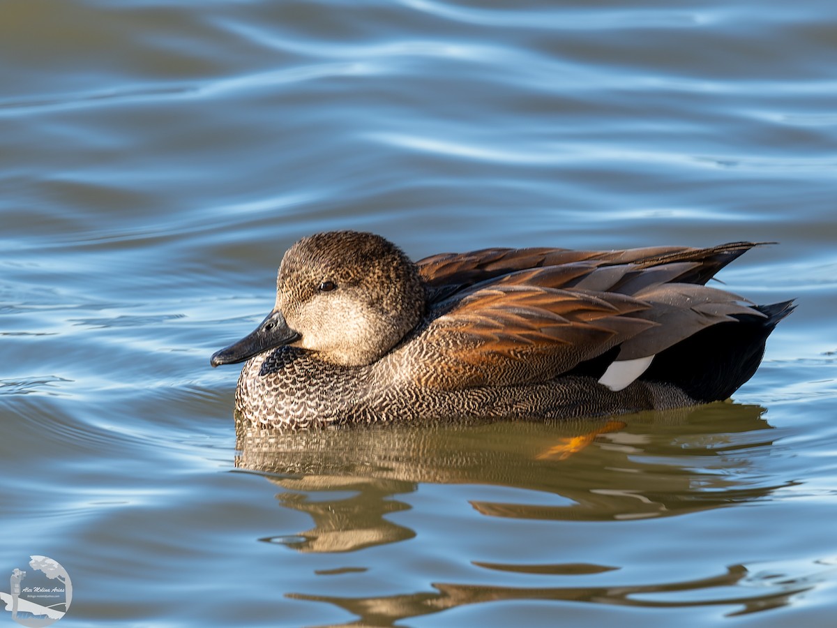 Gadwall - ML526667041