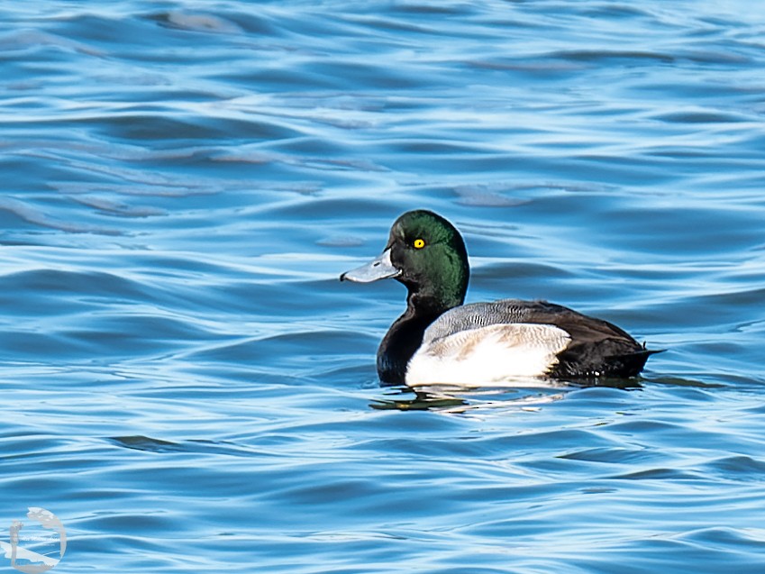 Greater Scaup - Alex Molina