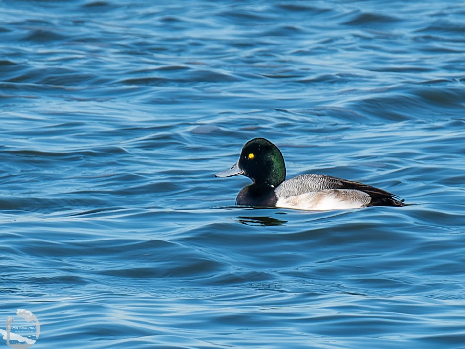 Greater Scaup - ML526667461