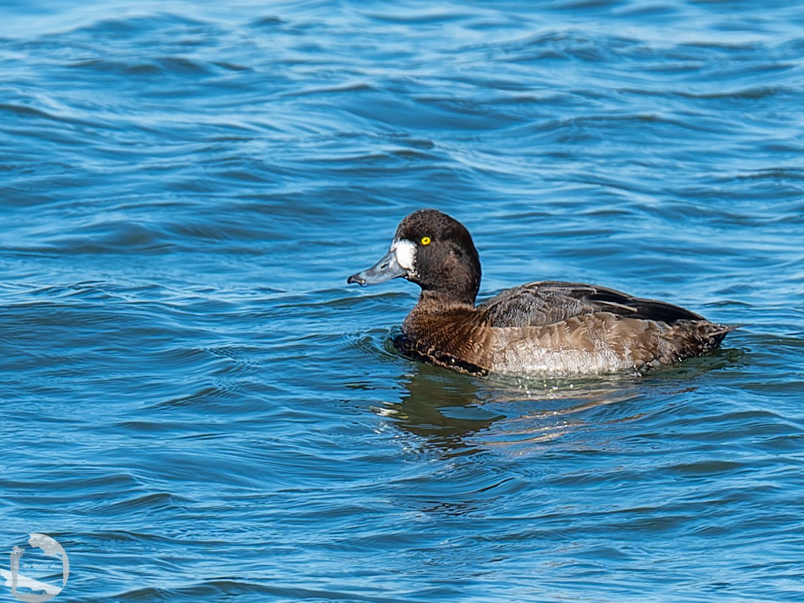 Greater Scaup - ML526667471