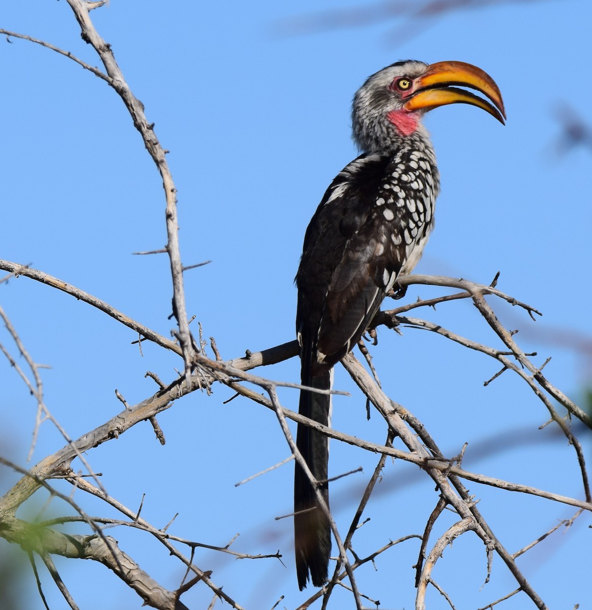 Southern Yellow-billed Hornbill - Ryne Rutherford