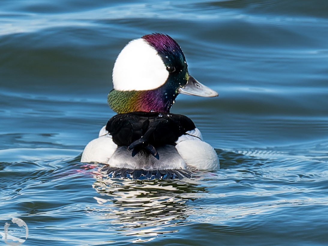 Bufflehead - ML526667811