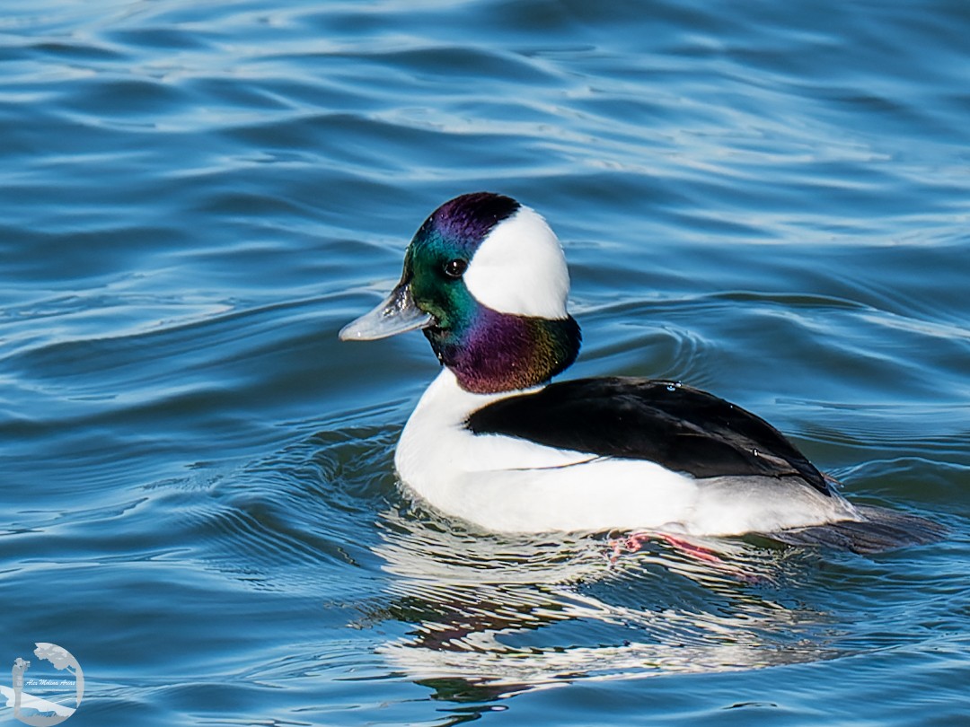 Bufflehead - ML526667821