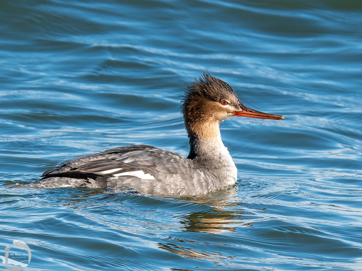 Red-breasted Merganser - ML526668011