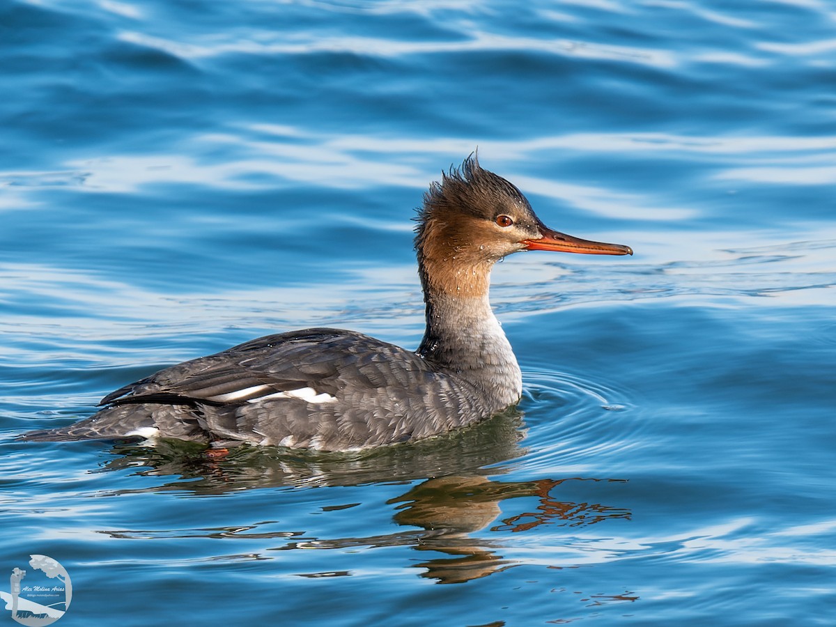 Red-breasted Merganser - ML526668021