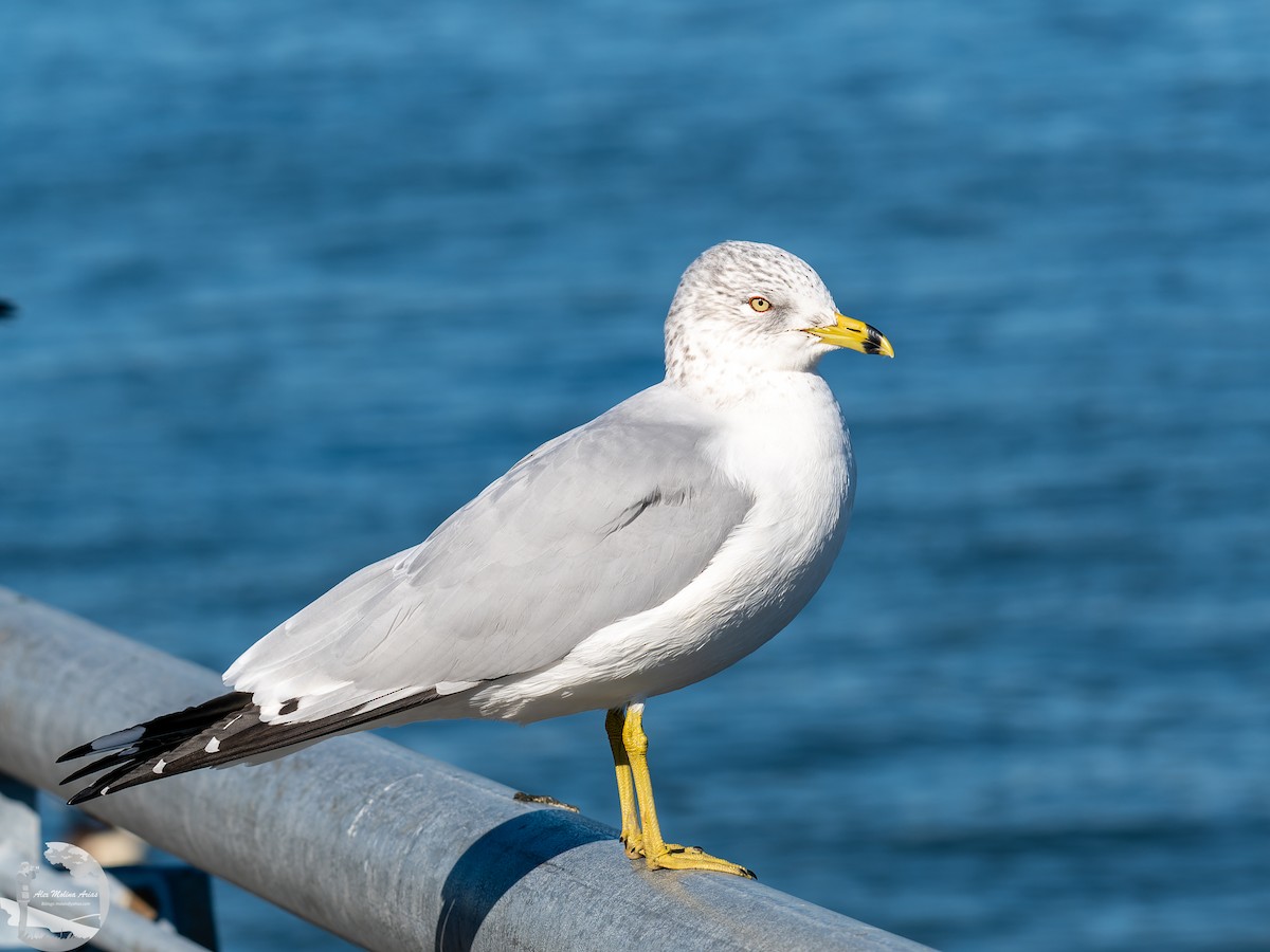 Ring-billed Gull - ML526668471