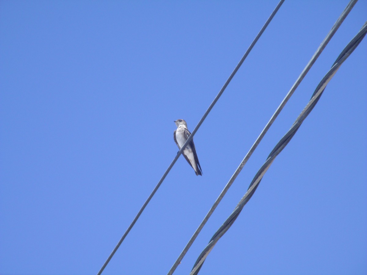 Golondrina Común - ML52666861