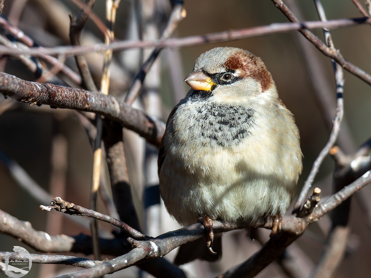 Moineau domestique - ML526668821