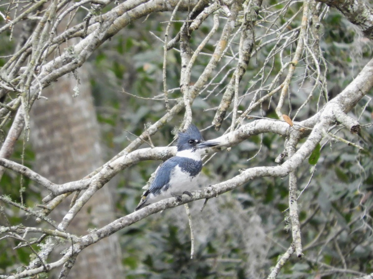 Belted Kingfisher - ML526669661