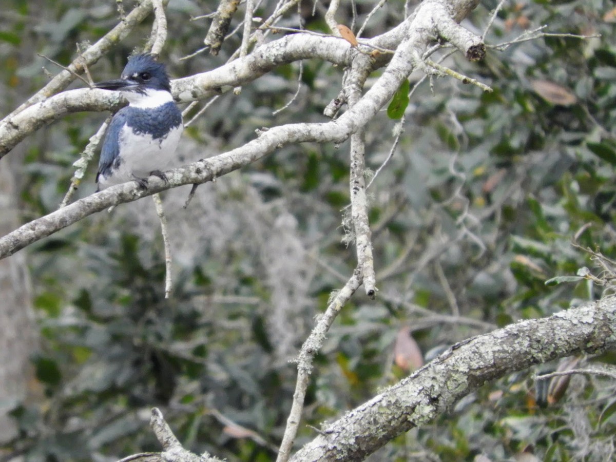 Belted Kingfisher - ML526669691