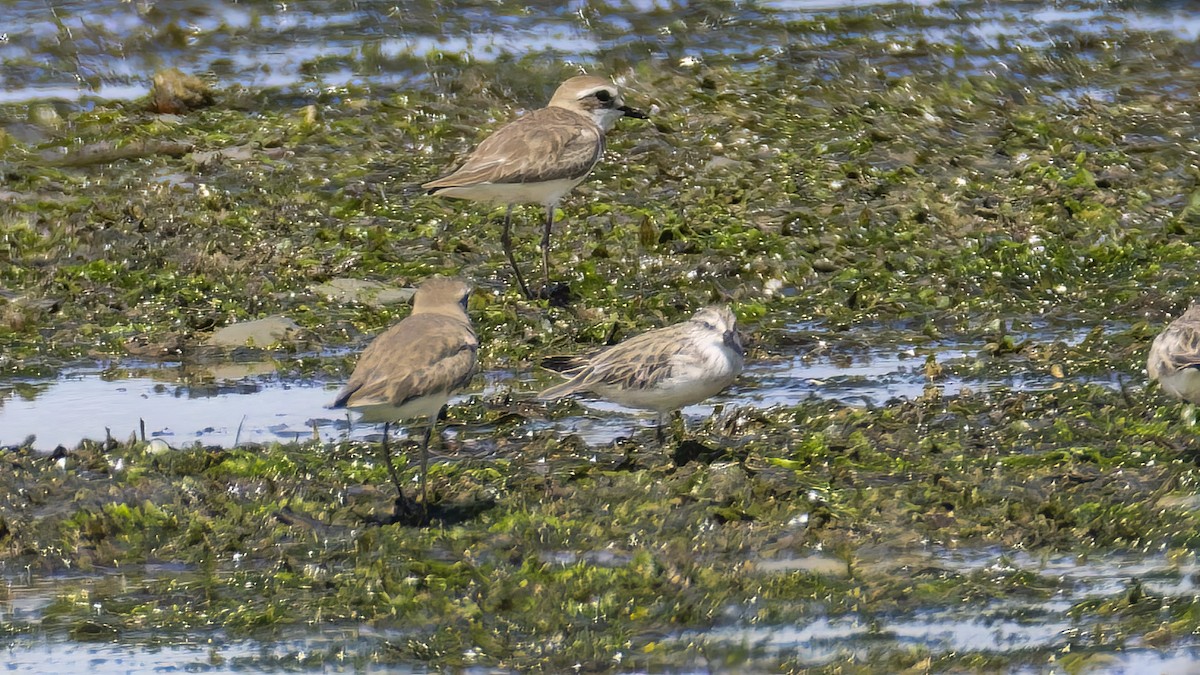 Сянби элсэг - ML526670011