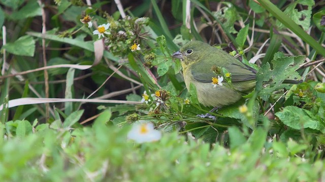 Painted Bunting - ML526670171