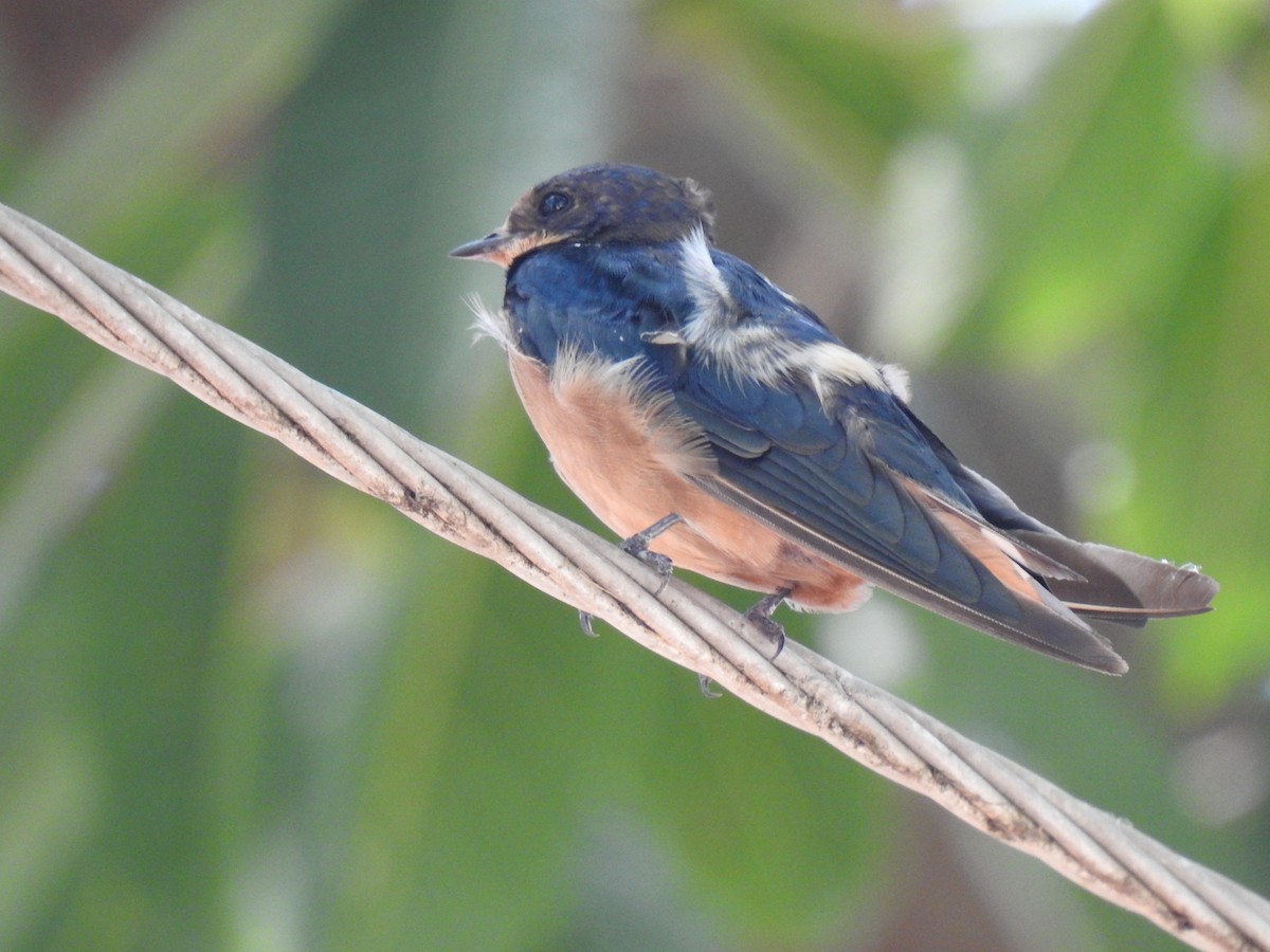 Golondrina Común - ML526670281