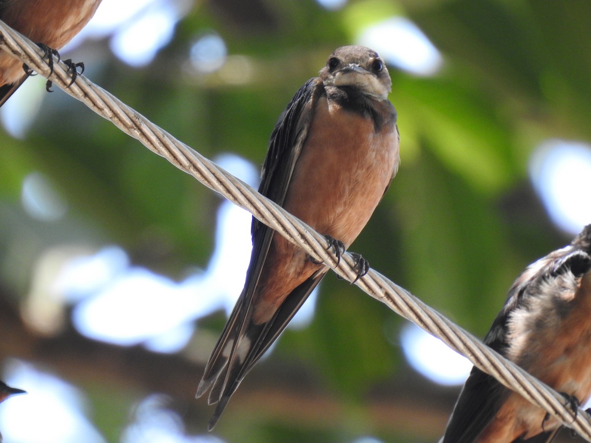 Golondrina Común - ML526670351