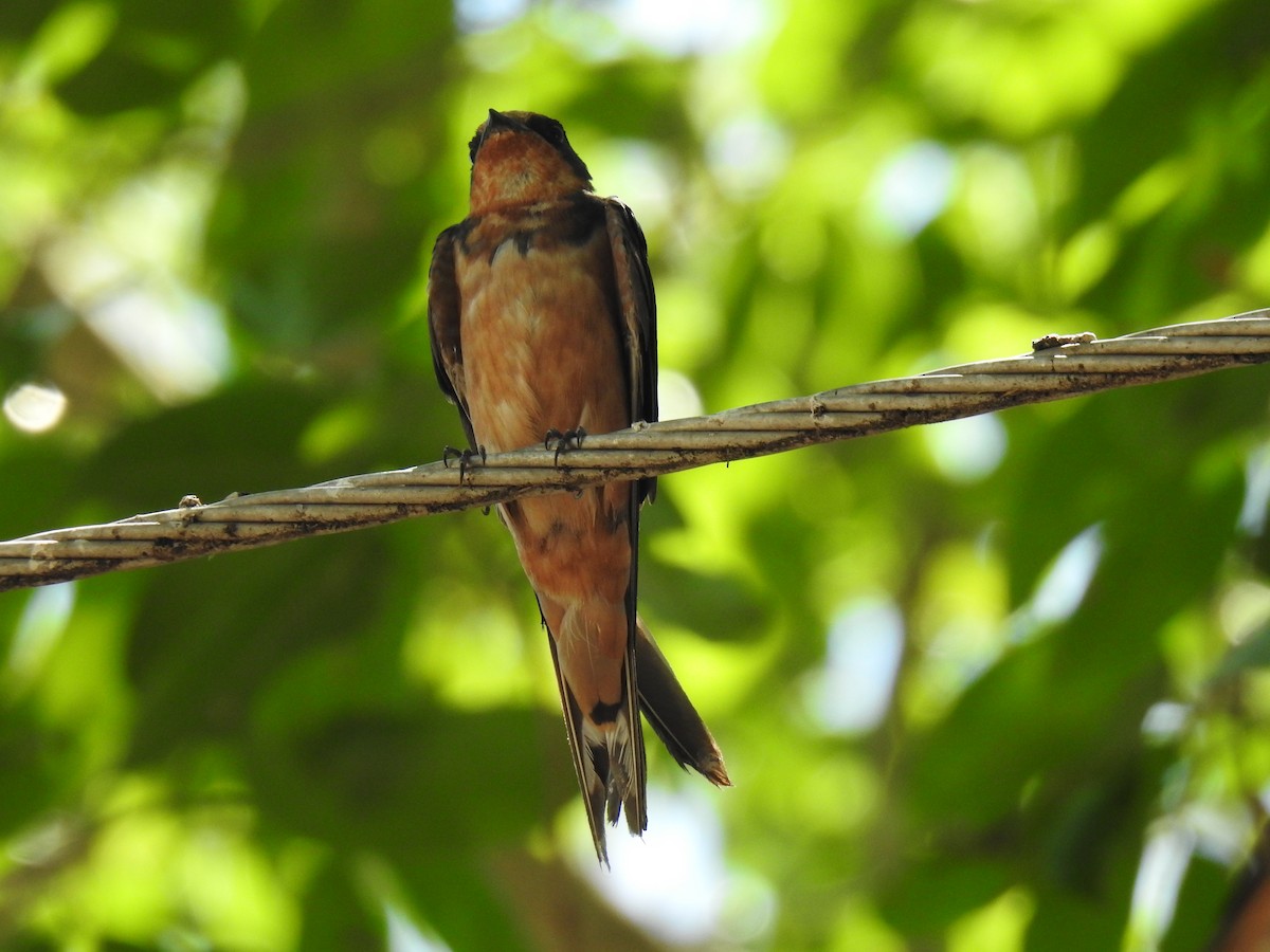 Golondrina Común - ML526670541