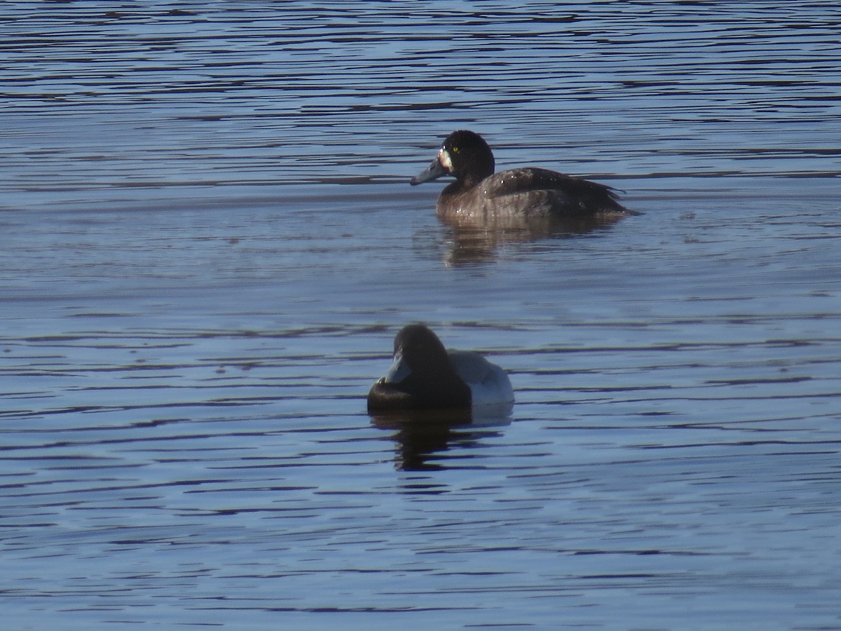 Greater Scaup - ML526671111