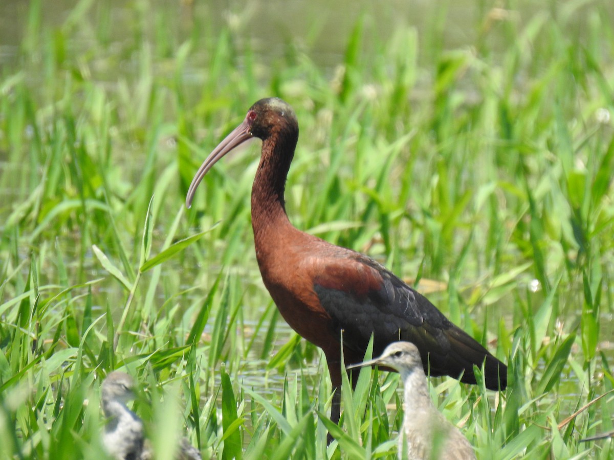 ibis americký - ML526671521