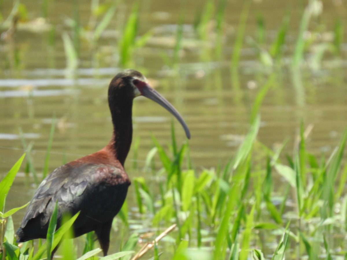 ibis americký - ML526671671